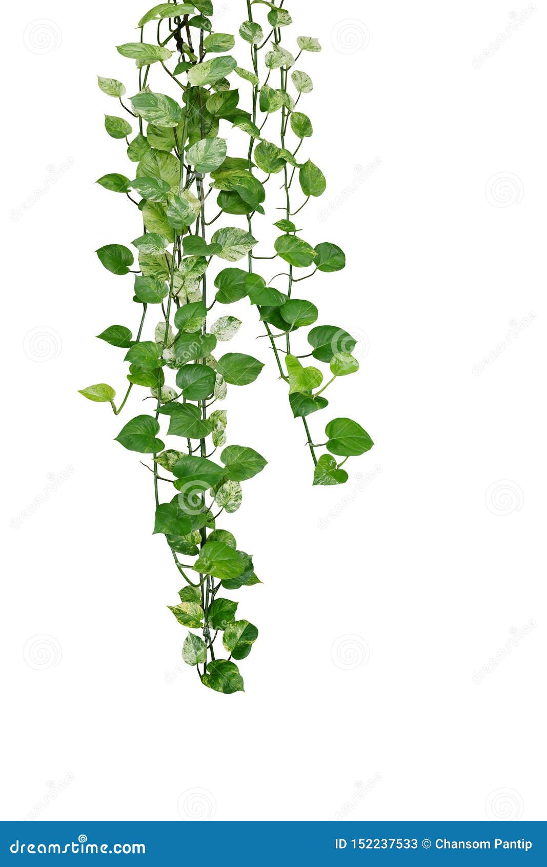 hanging pothos or devil`s ivy vines liana plant with green and variegated leaves epipremnum aureum Ã¢â¬Ëmarble queen pothosÃ¢â¬â¢,